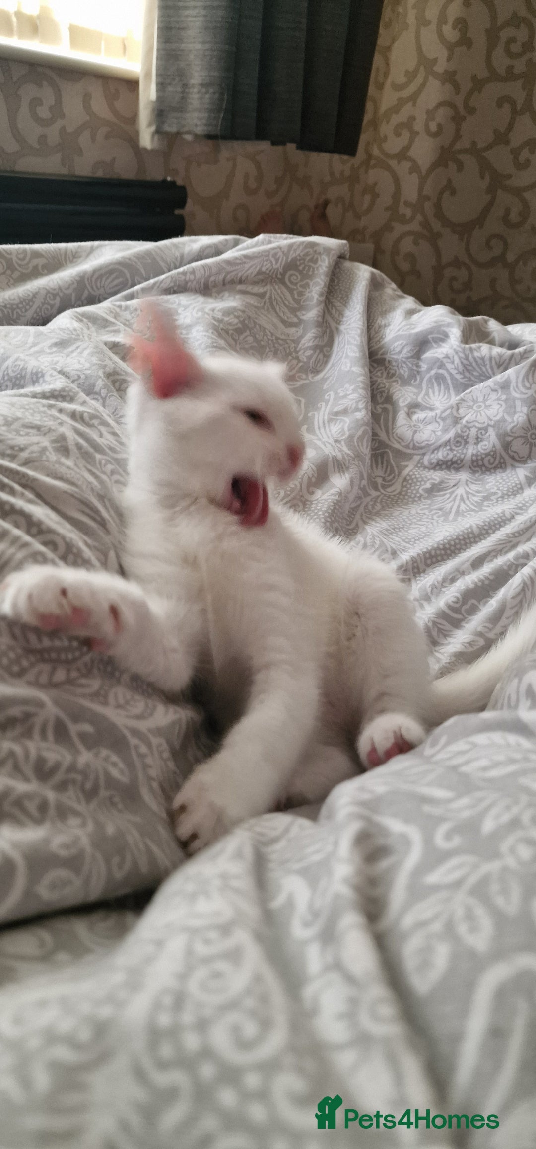 Mixed Breed cats for sale: White kitten boy. Ready to go now - Image 5