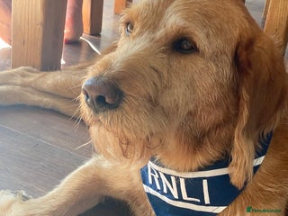 Labradoodle dogs - Advert 2