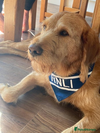 Labradoodle dogs - Advert 1