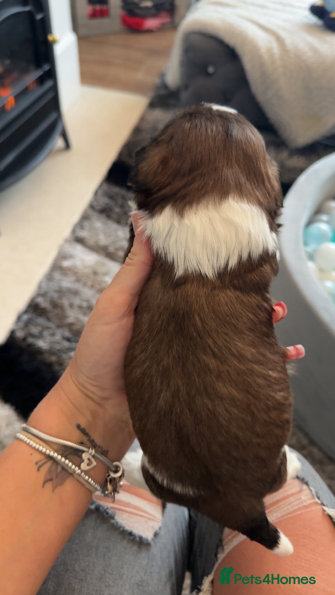 Shih Tzu dogs for sale: Stunning imperial shih tzu puppies  - Advert 19