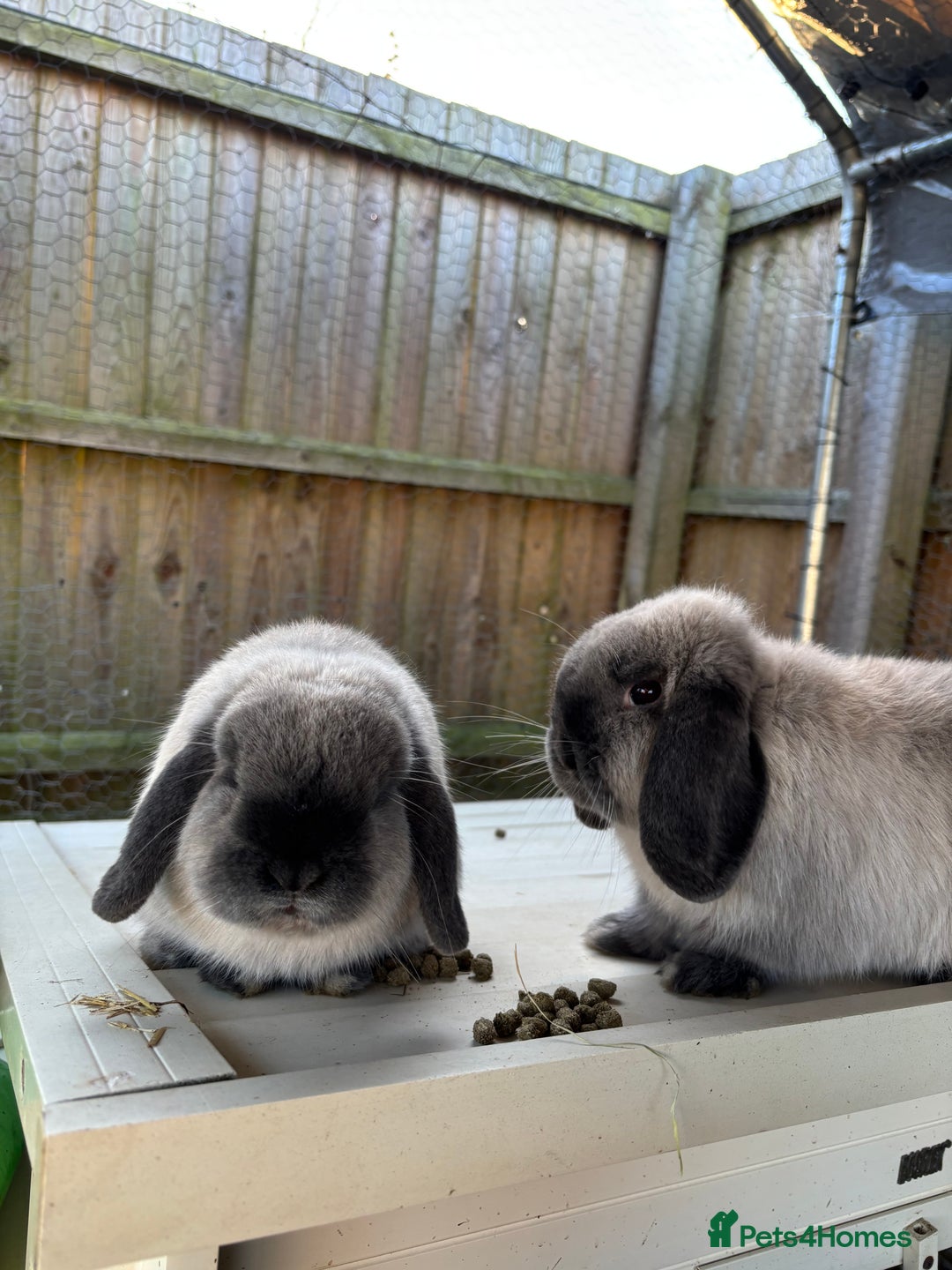 Mini Lop rabbits for sale: 3 male mini lop rabbits  - Advert 6