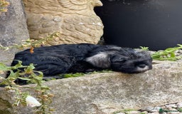 Miniature Schnauzer dogs for sale: Miniature Schnauzer puppies **1 boy left** in Rugby - Image 1