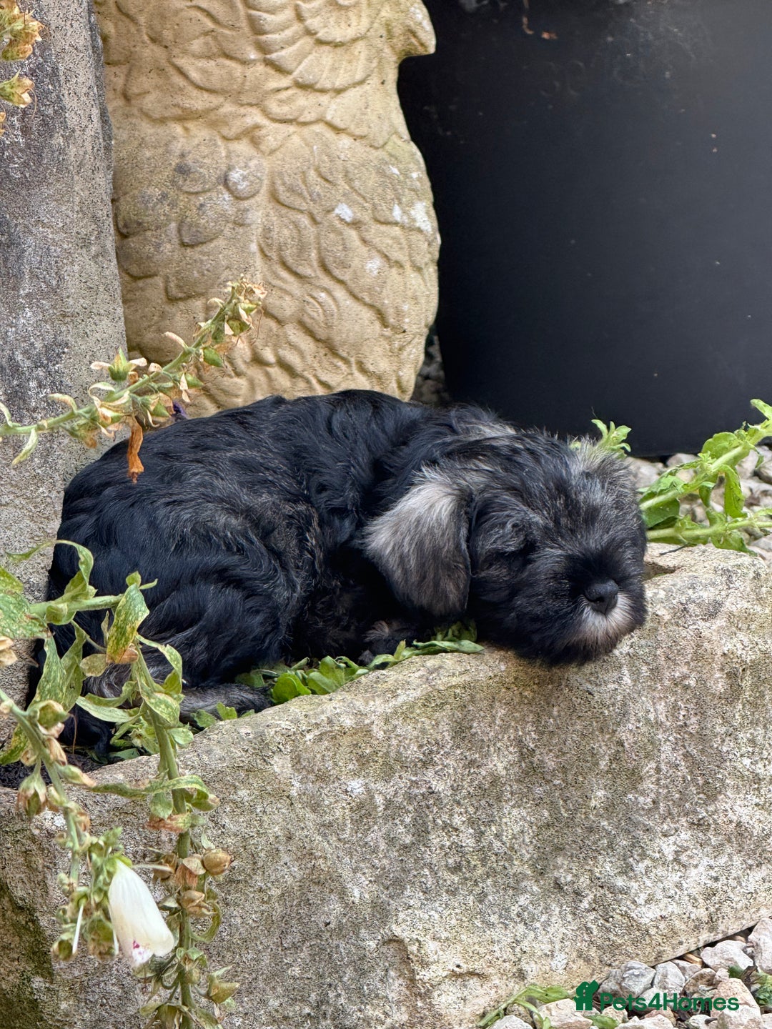 Miniature Schnauzer dogs for sale: Miniature Schnauzer puppies **1 boy left** in Rugby - Image 1