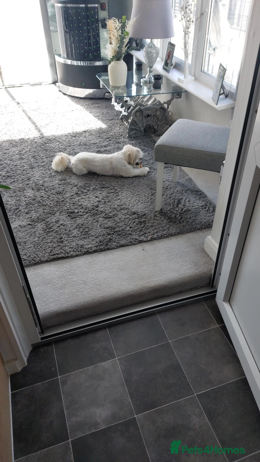 Shih Tzu dogs for sale: 2 yesr old female shihtzu  - Advert 2