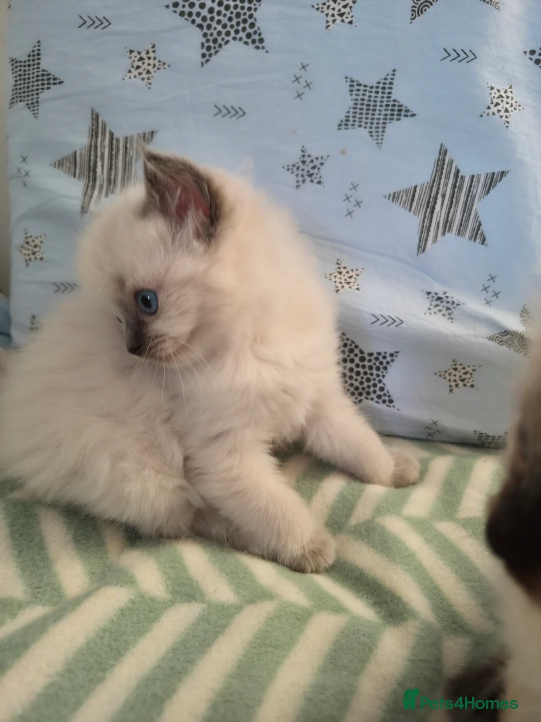 Ragdoll cats for sale:  Ragdoll (TYPE) kittens for sale - Advert 7