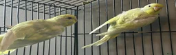 Mixed Breed birds for sale: Baby budgies and canaries for sale - Advert 3