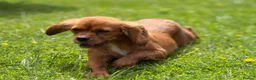 Cavalier King Charles Spaniel dogs for sale: Beautiful health tested cavalier King Charles  - Advert 11