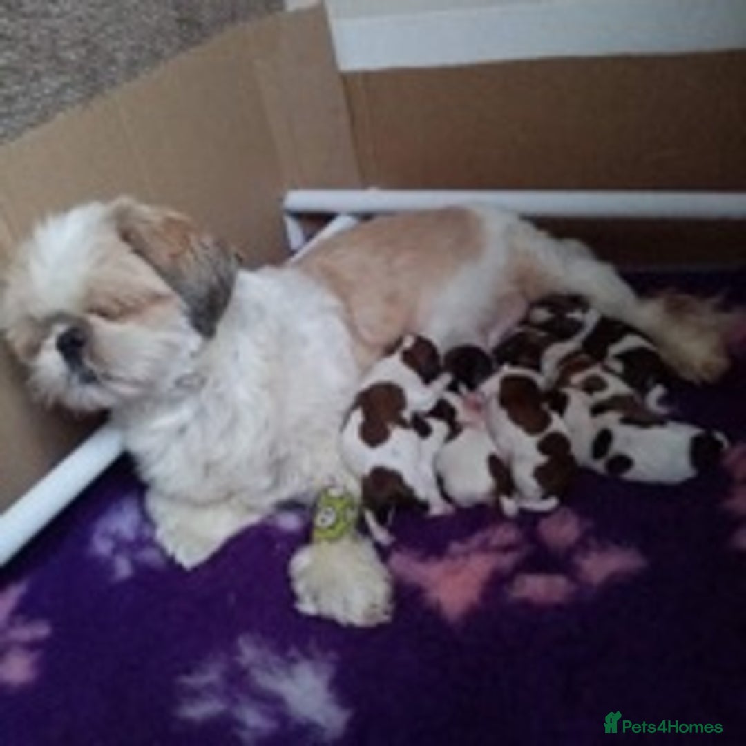 Shih Tzu dogs for stud: KC Registered stud  in Cullompton - Advert 13