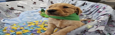 Puppy 2 - Green