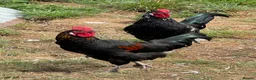 Chickens poultry for sale: Mixed breed cockerels - Advert 2