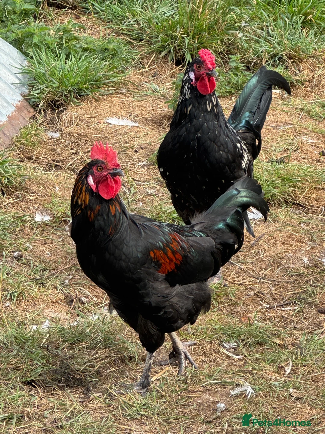 Chickens poultry for sale: Mixed breed cockerels - Advert 2