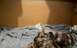 Dachshund dogs for sale: 2 beautiful girls - Image 8