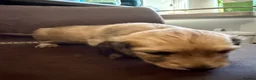 Miniature Dachshund dogs for sale: Exceptional KC Registered Miniature Dachshunds  - Advert 15