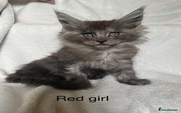 Maine Coon cats for sale: Stunning Maincoon kittens - Image 6