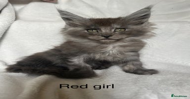 Maine Coon cats - Advert 10