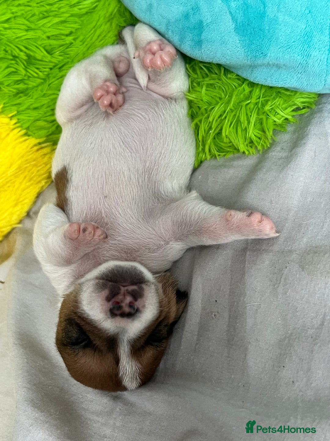 Jack Russell dogs for sale: Stunning Miniature Jack Russell Puppies!!! - Advert 16