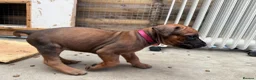 Rhodesian Ridgeback dogs for sale: Rhodesian Ridgeback Puppies - Advert 10