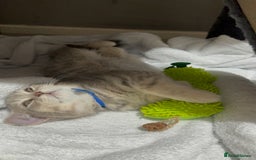 British Shorthair cats for sale: BSH Kitten Bean - Image 30
