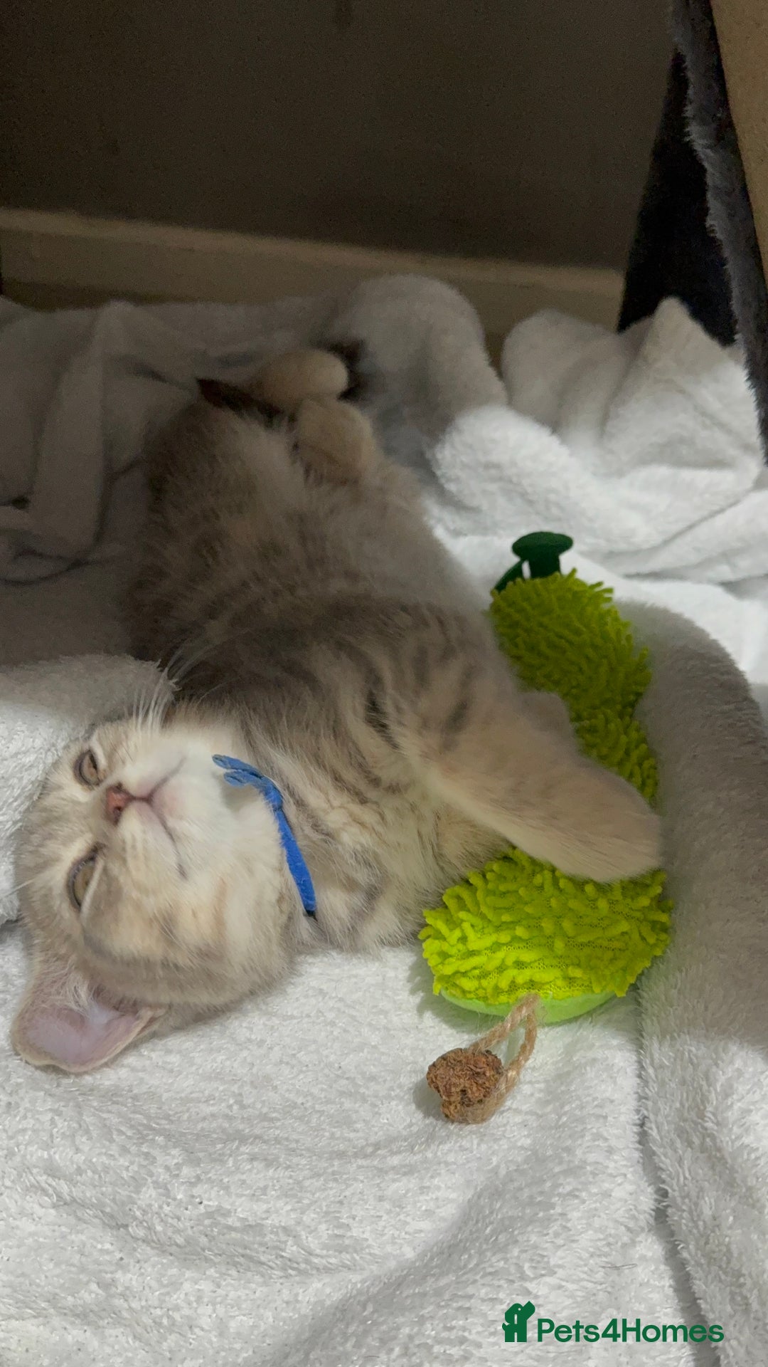 British Shorthair cats for sale: BSH Kitten Bean - Image 30
