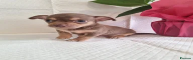 Chihuahua 3