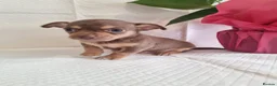Chihuahua dogs for sale: Exceptional Home-Raised Chihuahua Puppies in Luton - Advert 3