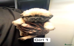 Mixed Breed dogs for sale: Pugzu puppies  - Image 1