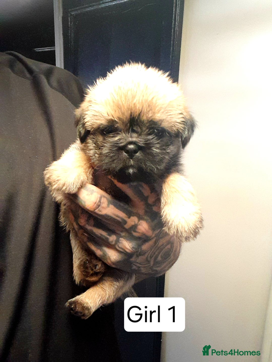 Mixed Breed dogs for sale: Pugzu puppies  - Image 1