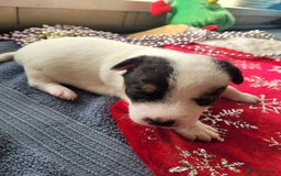 Parson Russell dogs for sale: Parsons terrier 3 boys 1 girl - Advert 6