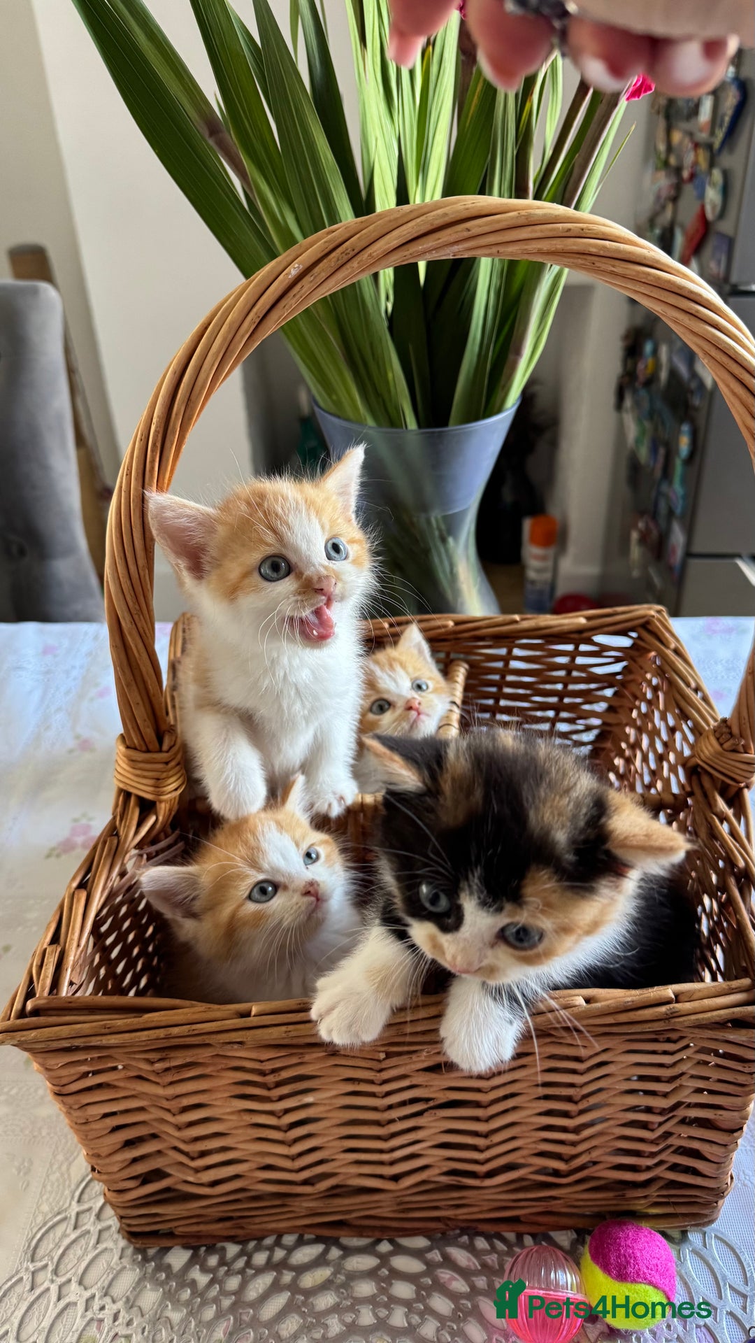 Persian cats for sale: Half Persian 3 Boys and 1 Girl  - Image 2