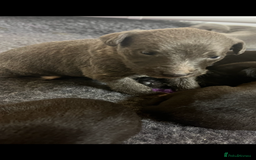 Whippet dogs for sale: Bedlington/Whippet Puppies - Advert 9