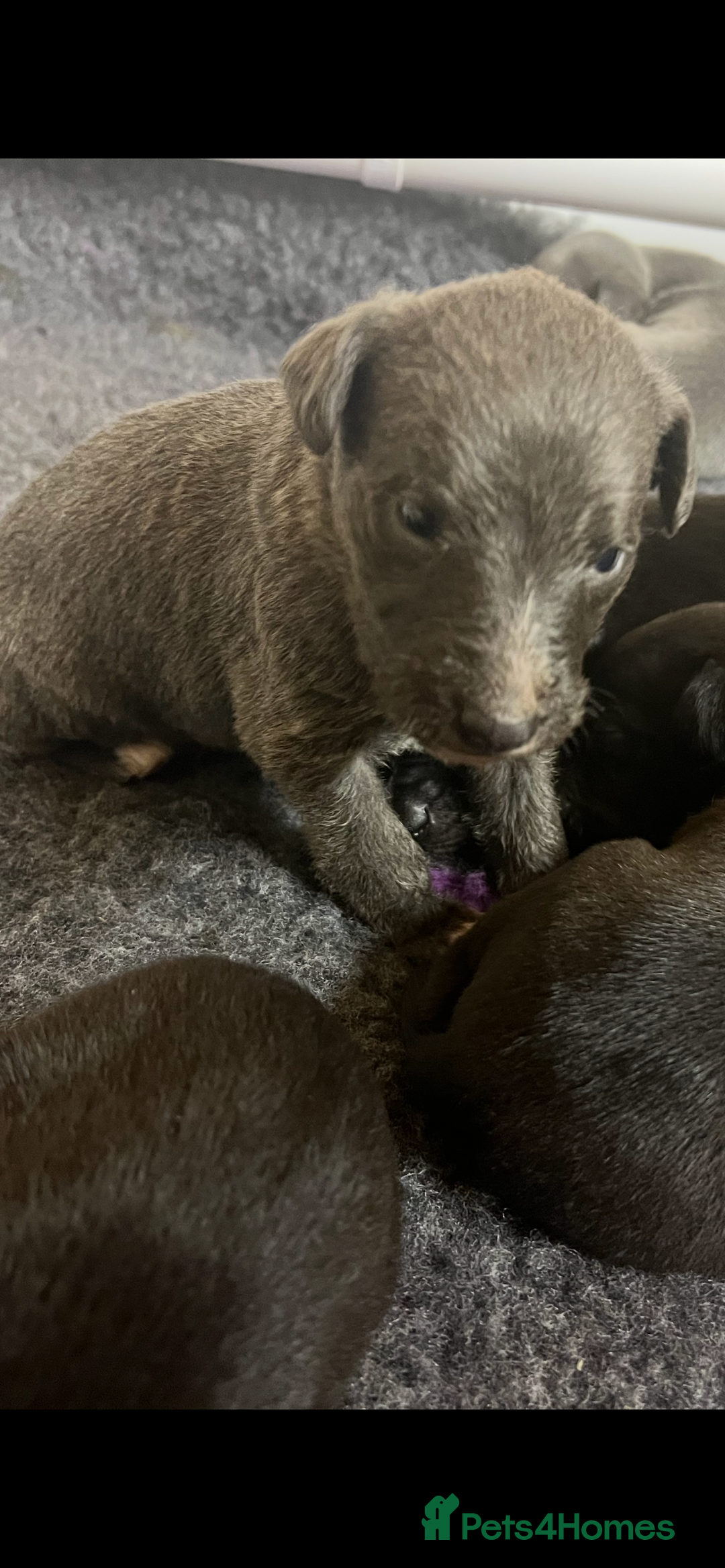 Whippet dogs for sale: Bedlington/Whippet Puppies - Advert 9