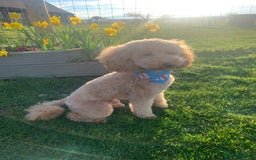 Cockapoo dogs for sale: GORGEOUS LITTER OF COCKAPOO’S - Advert 5