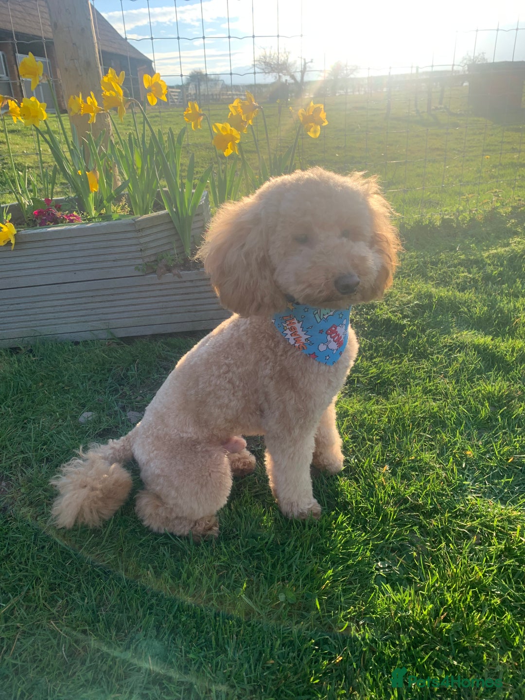 Cockapoo dogs for sale: GORGEOUS LITTER OF COCKAPOO’S - Advert 5