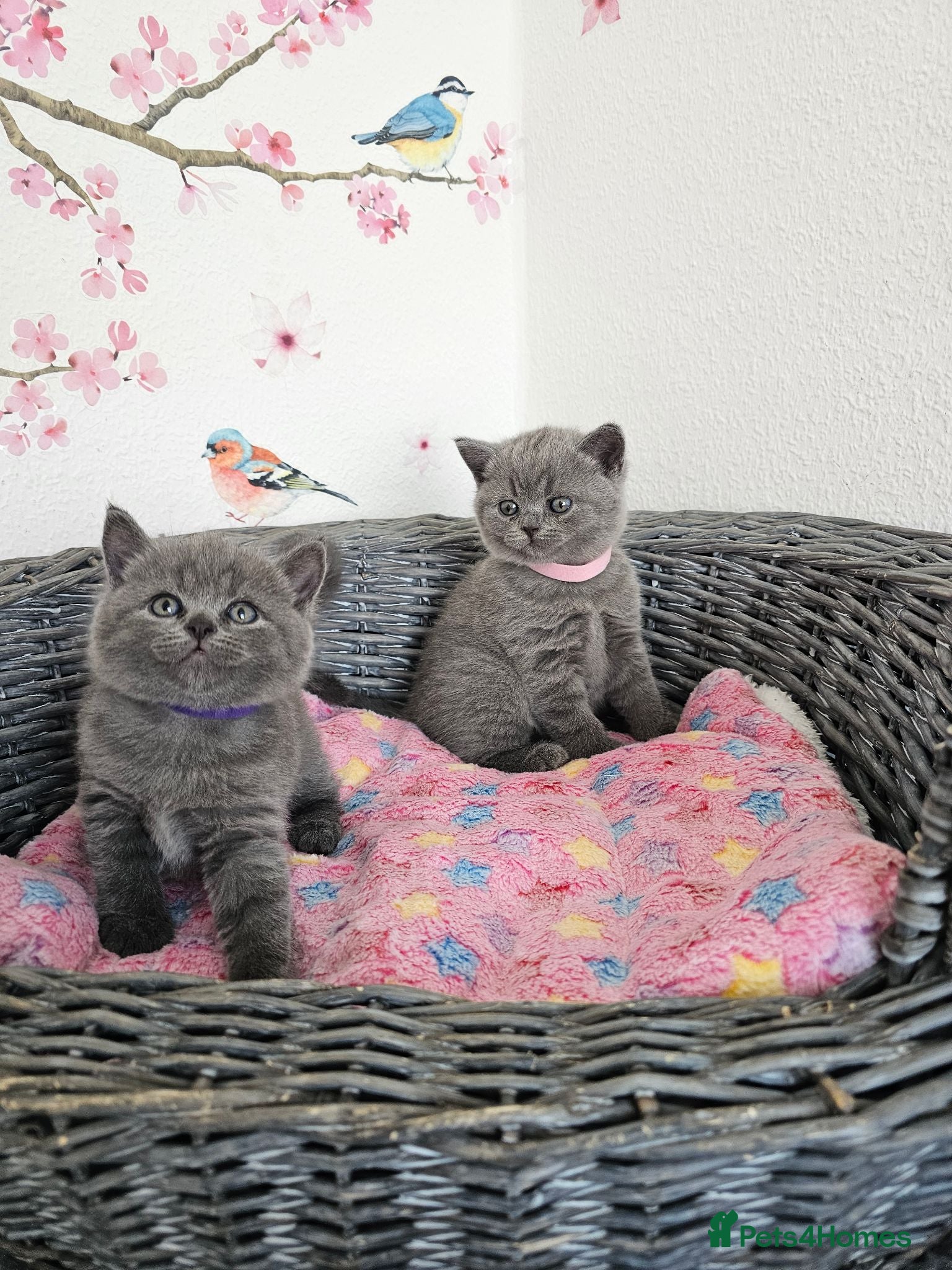 British Shorthair cats British Shorthair Kittens - Advert 9