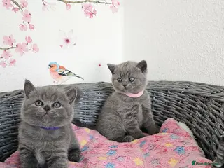 British Shorthair cats British Shorthair Kittens - Advert 9