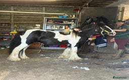 Tinker horses for sale: Piebald 12.2 6yrold gelding - Image 6