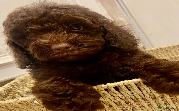 Cavapoo dogs - Advert 1