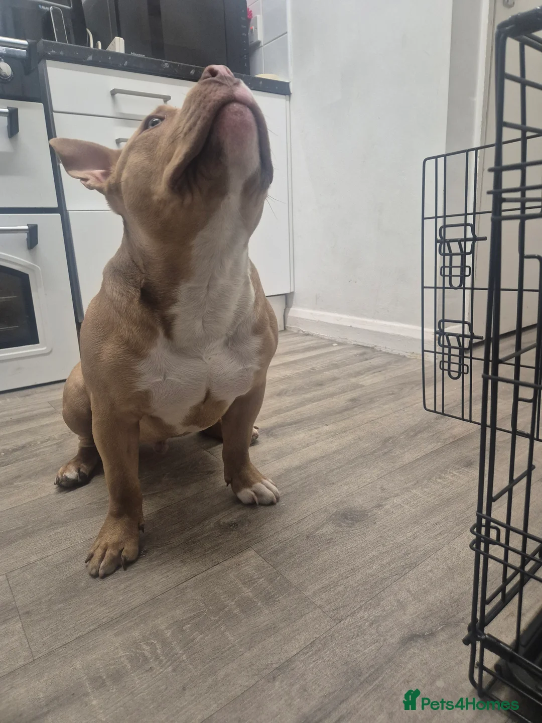 American Bully dogs for sale: Loving Home Wanted for 1 year old Sugar Cane - Advert 2