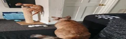 Devon Rex cats for sale: Tica Active  - Advert 4