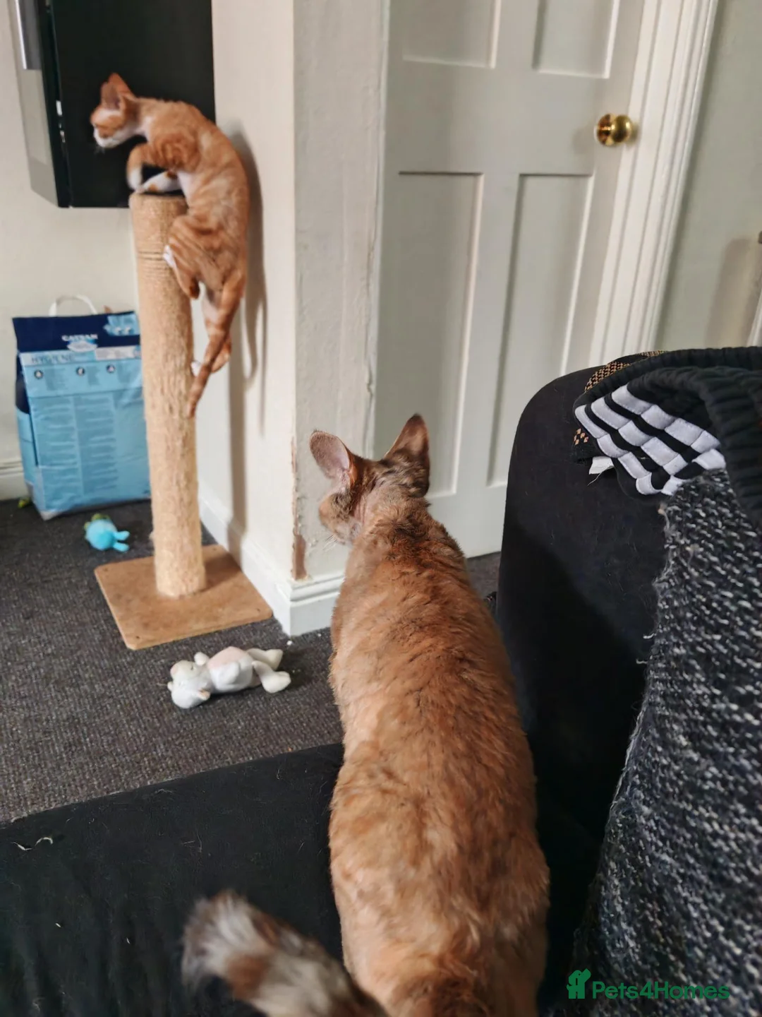 Devon Rex cats for sale: Tica Active  - Advert 4