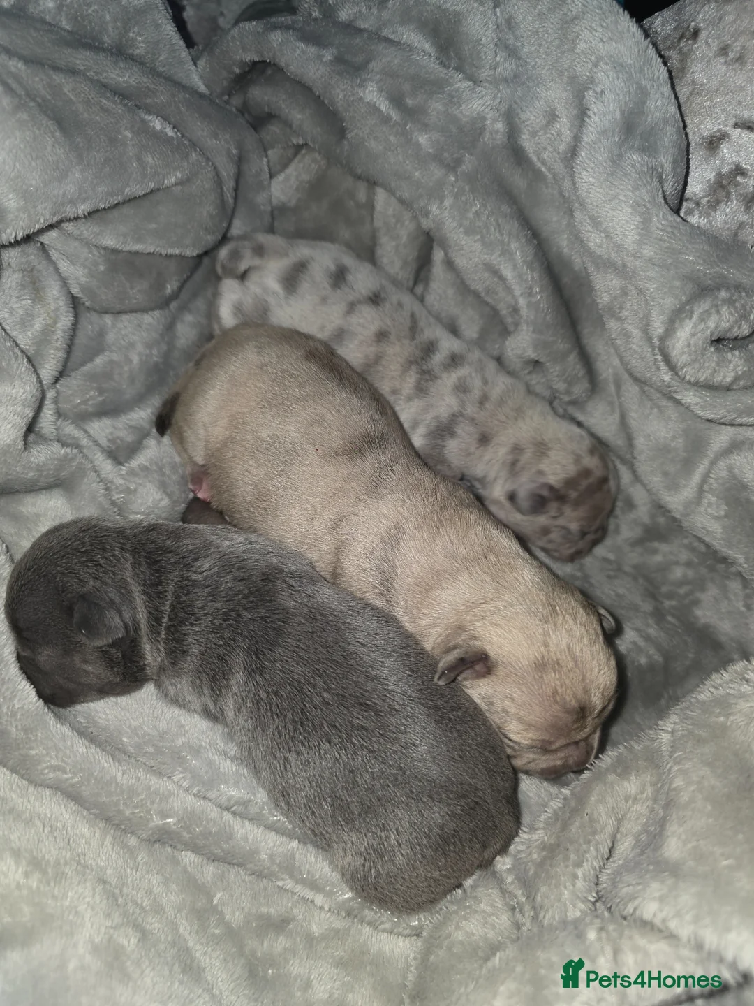 Mixed Breed dogs for sale: Beautiful French bulluahas  - Advert 8