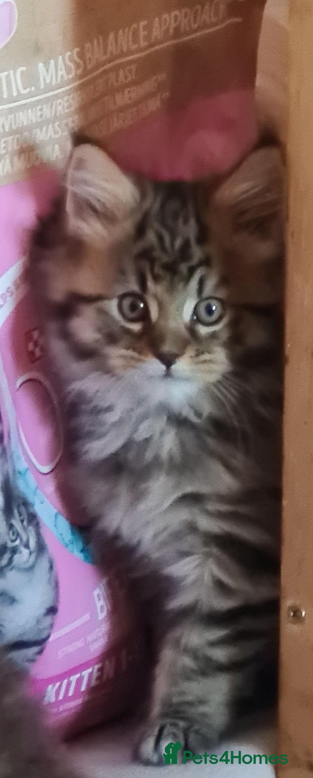 Maine Coon cats for sale: Beautiful Pedigree Mainecoons - Advert 2