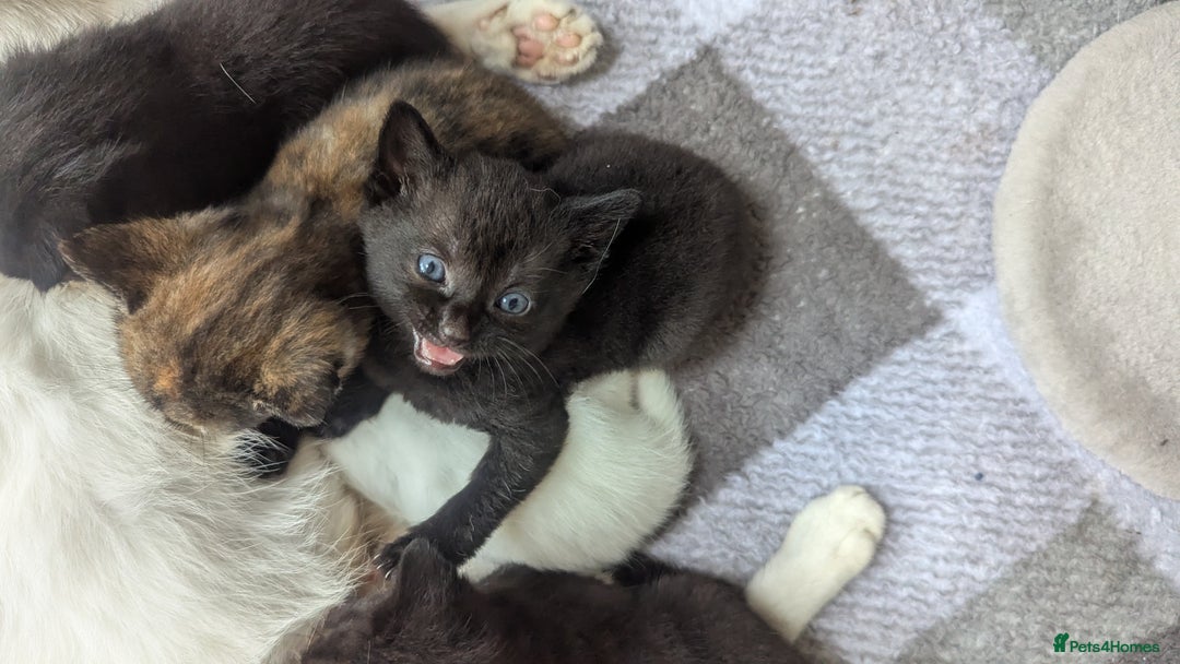 Mixed Breed cats for sale: Mixed coloured beautiful kittens 3 girls 3 boys  - Image 4
