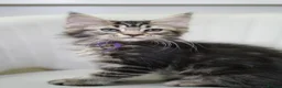 Maine Coon cats for sale: Gorgeous pure breed Mainecoon kittens ready now - Advert 1