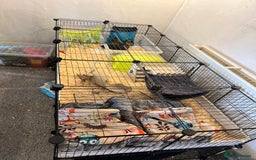 Guinea Pig rodents for sale: Skinny pigs - Image 3