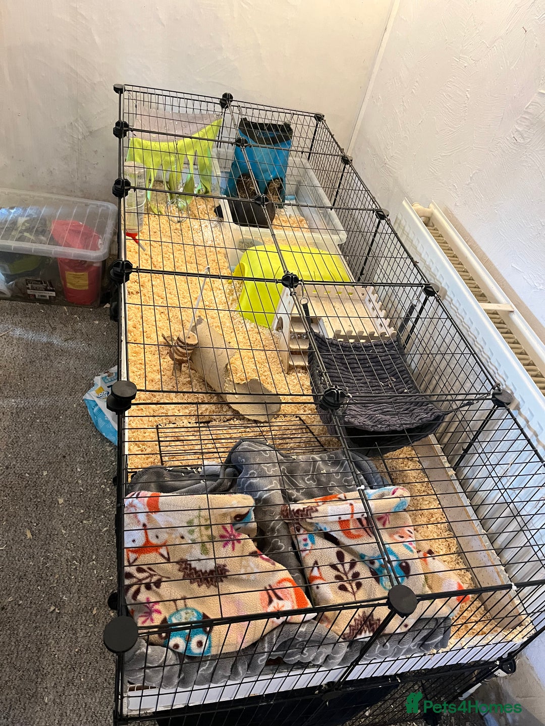 Guinea Pig rodents for sale: Skinny pigs - Image 3
