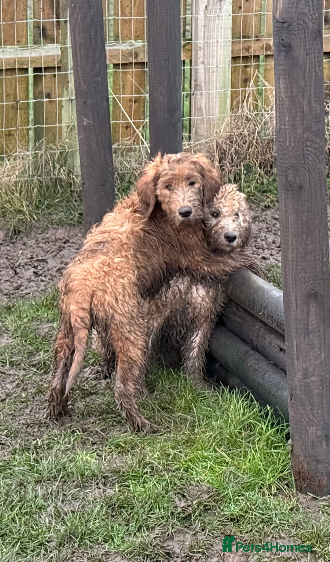 Goldendoodle dogs for sale: Trained, GoldenDoodle puppies - Advert 4