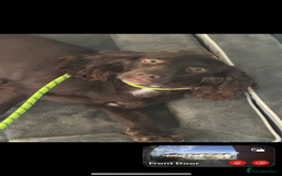 Cocker Spaniel dogs for sale: Loving 4 year old spaniel - Image 4