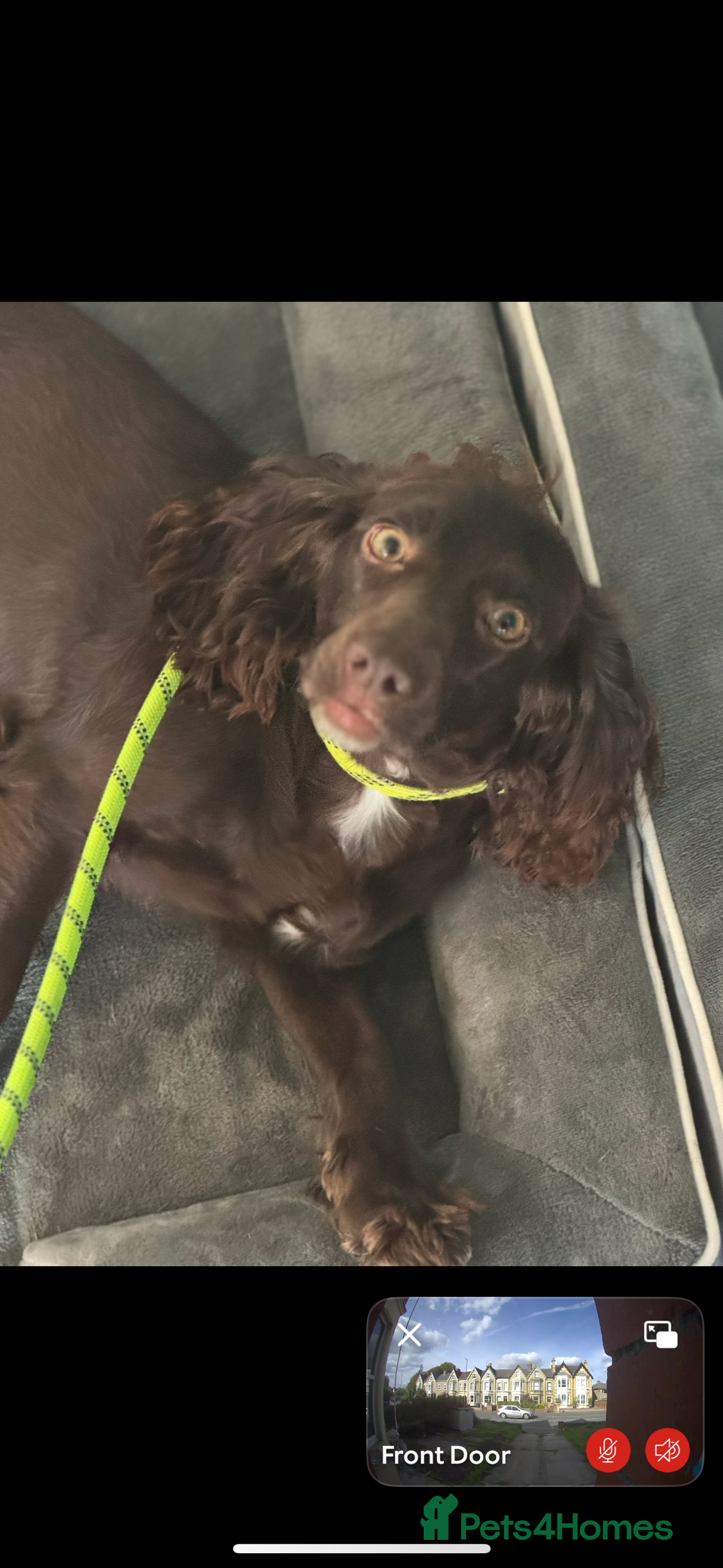 Cocker Spaniel dogs for sale: Loving 4 year old spaniel - Image 4
