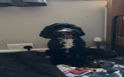 Cockapoo dogs for sale: 🍫🐶 F1b Chocolate Cockapoo Puppies🐶🍫  - Image 3